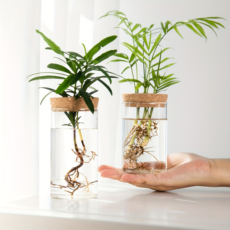 Plant Growth Regulator - 1 Stück, Hydrokultur Pflanzen Desktop Glas