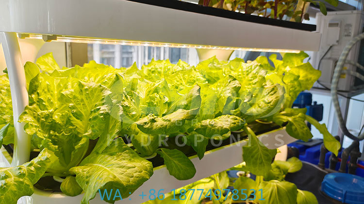 Agriculture Vertical Farming - c Landwirtschaftsmaschine zum Anbau von Gemüse,