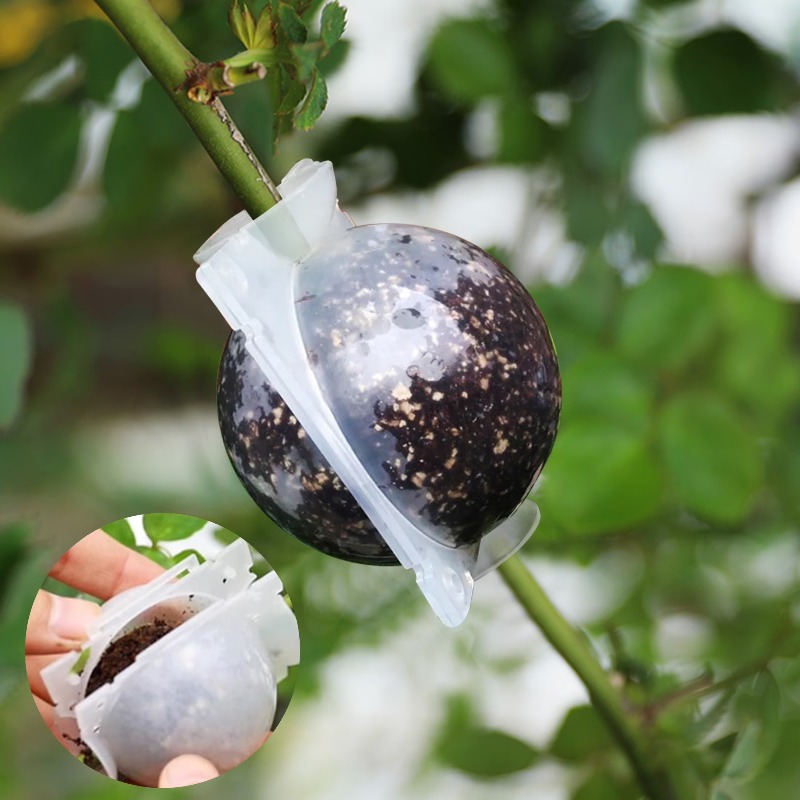5/30 Stück Pflanzen-Wurzelball – Plant Growth Regulator Bewertung und Preis