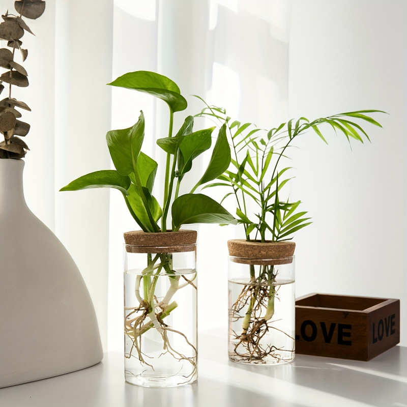 1 Stück, Hydrokultur Pflanzen  – Plant Growth Regulator Bewertung und Preis