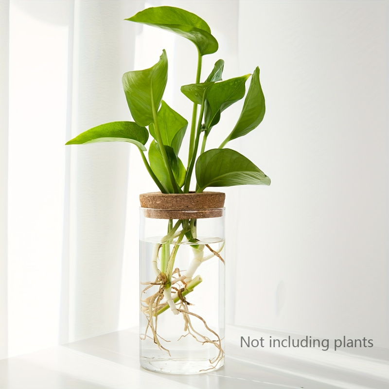 1 Stück, Hydrokultur Pflanzen  – Plant Growth Regulator Bewertung und Preis