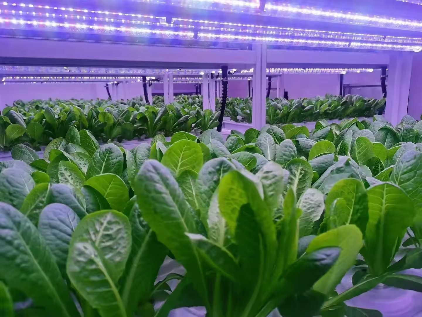 f Gewächshaus, landwirtschaftl – Agriculture Farming Systems Bewertung und Preis
