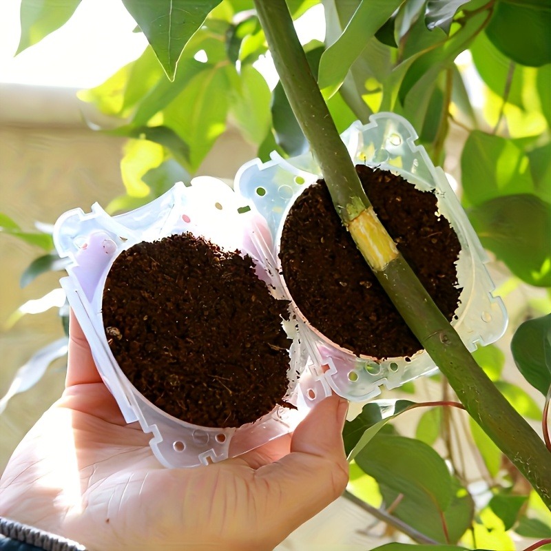 10-teiliges Pflanzenvermehrung – Plant Growth Regulator Bewertung und Preis